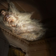 Illustration for article titled Staffer Investigating Puddle Of Slime On Floor Looks Up To Discover Coworker Cocooned In Bannon Ooze